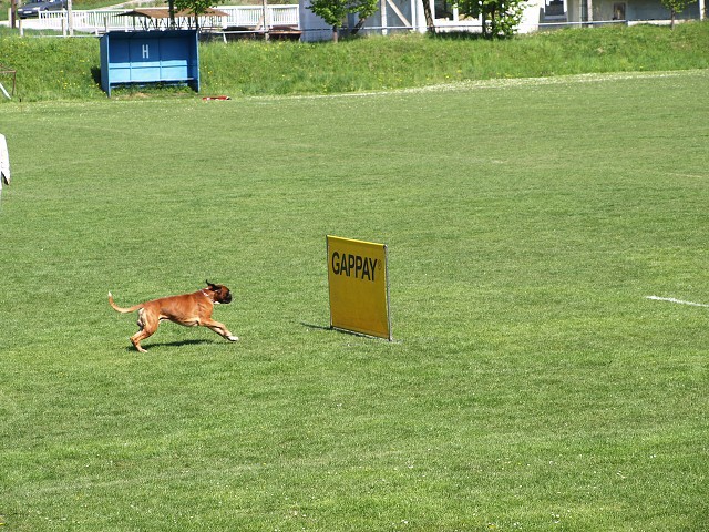 www.atibox.net * www.euroboxer.eu * www.boxergenealogia.eu